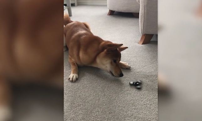 “I Don’t Get It!” Shiba Inu Takes Issue with Fidget Spinner Craze
