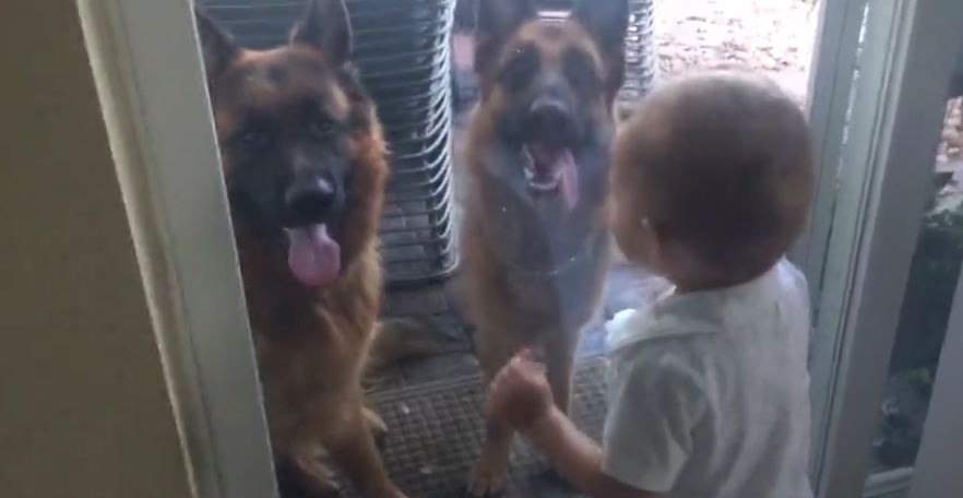 German Shepherds cause baby’s uncontrollable laughter