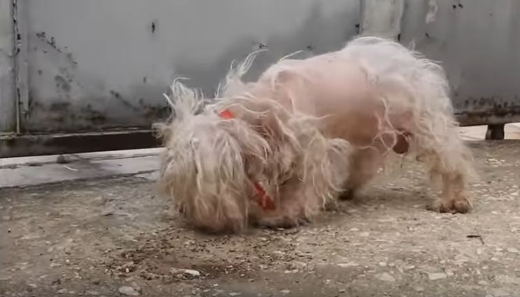 The rescue dogs start barking like crazy. Staff goes outside to discover a dog tied to the pipe