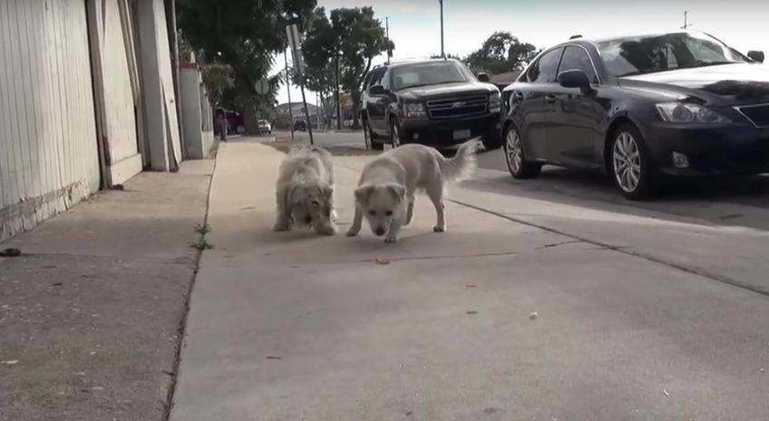 These 2 Best Friends Have Spent Their Days Roaming The Streets. But Now, Look At Their Smiles!