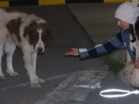 Rescue of a giant dog who didn’t know how to ask for help