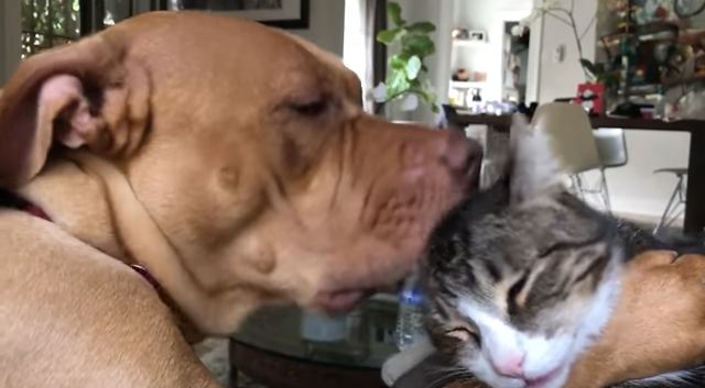 Rescue Pup Gives Nico the Cat a Solid Scrubbing Because Cleanliness Is Next to Godliness!