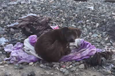 Loyal Dog Sat Vigil For Two Weeks Refusing To Leave Her Dead Friend’s Side