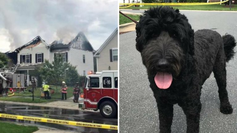 Officer Looked Into A Burning Home And Saw A Dog Staring Back At Him, Then Ran To Kick The Door In