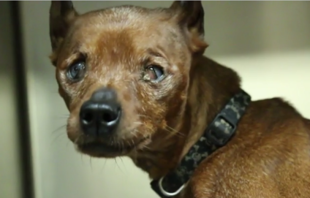 Bonded Senior Sisters Want To Live Out Their “Golden” Years Together