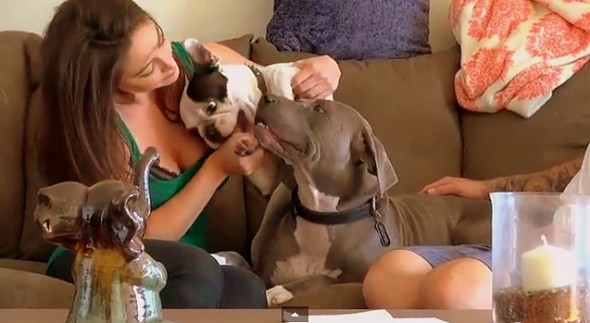 Terrified, Injured Pit Bull Gets the Rescue of a Lifetime