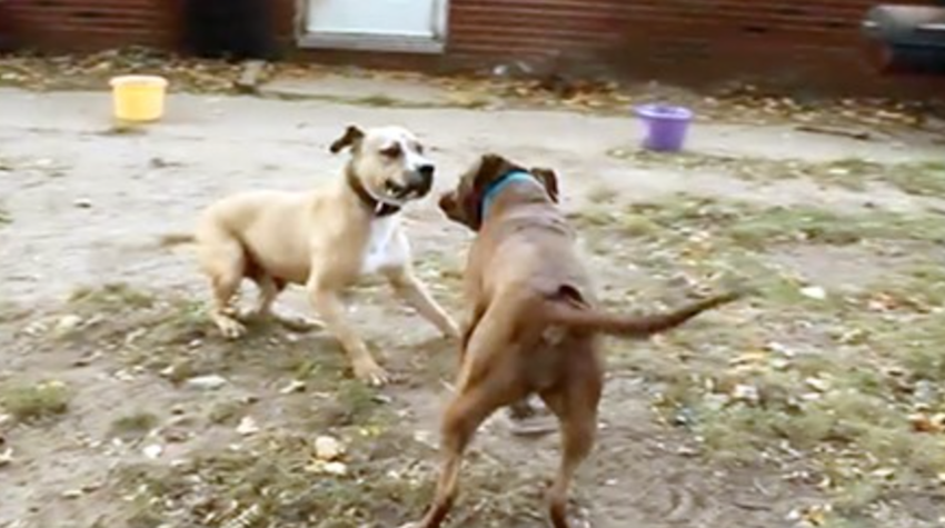 2 former fighting dogs meet for the first time — how they react is beyond words