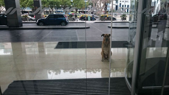 Dog gets adopted by the person he waited for every day outside of the hotel