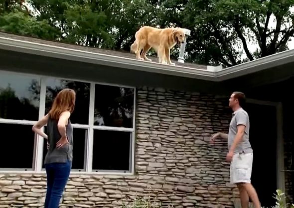 Family Puts Up a Sign to Let Neighbors Know Why Their Dog Is On the Roof