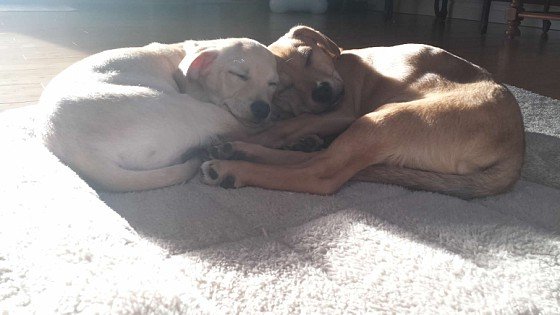 When the Shelter Asked Which Dog She’d Be Taking, She Replied, “Both, I Couldn’t Separate These Two”
