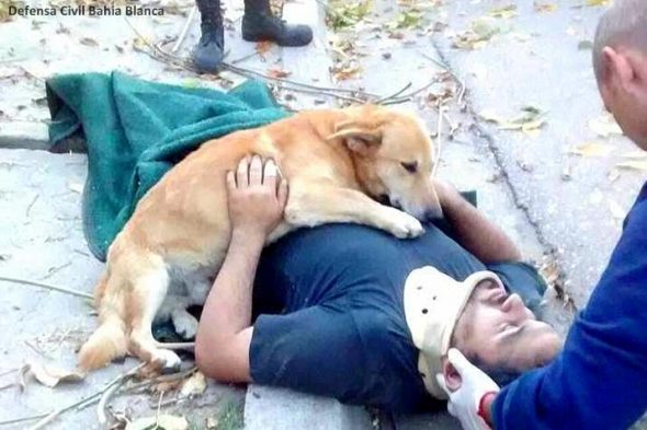Devoted Rescue Dog Refuses to Leave His Unconscious Dad’s Side Until Help Arrives