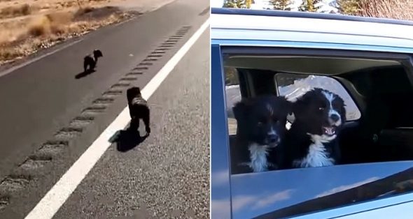 Man on a Road Trip Finds Two Puppies on an Empty Highway, So He Brings Them Along