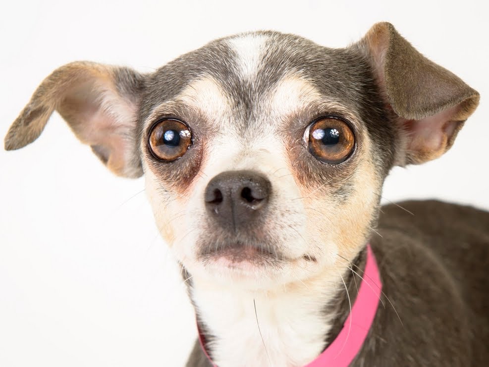 Scared dog had never been touched — but then he picks her up