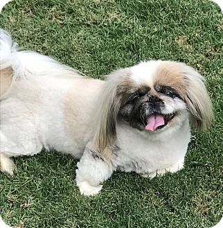 Mindy Is a Purebred Pekingese Beauty Ready to Steal Your Heart and LOTS of Kisses