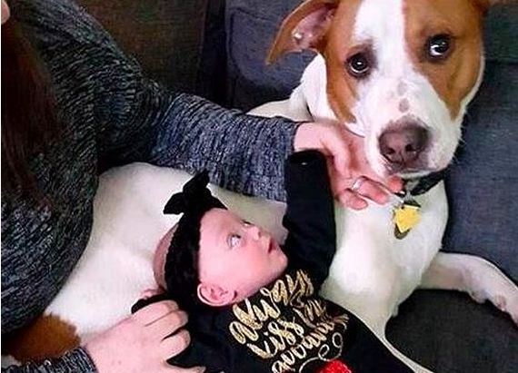 Rescue Dog Falls Madly in Love With His Baby Sister Before He Even Meets Her