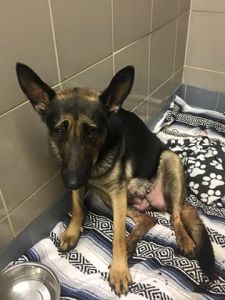 Good Samaritan and police officer rescue stray German shepherd in labor