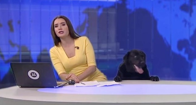 Dog Crashes Live News Broadcast, and the Video Is Quickly Going Viral