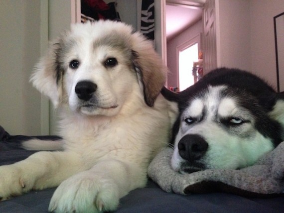 The older dog’s reaction to the family’s new puppy is priceless