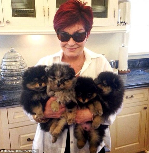 Ozzy & Sharon Osbourne to Open a Dog-Sitting Center on Their UK Estate