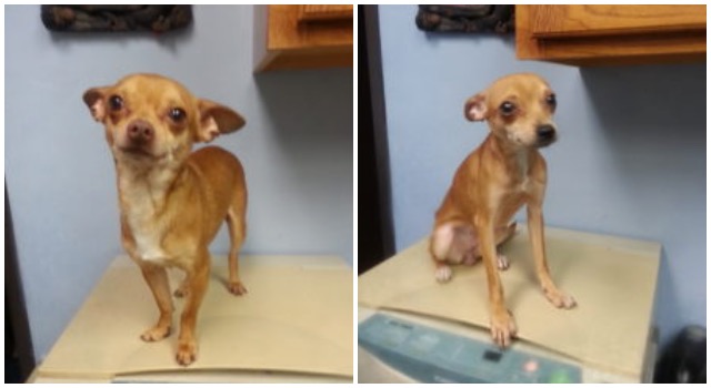 Rescue Bank Food Donations Bring New Life To Abandoned Chihuahuas