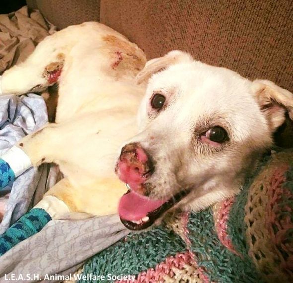 Puppy Thrown in a Fire Pit Can’t Stop Wagging His Tail Now That He’s Been Rescued