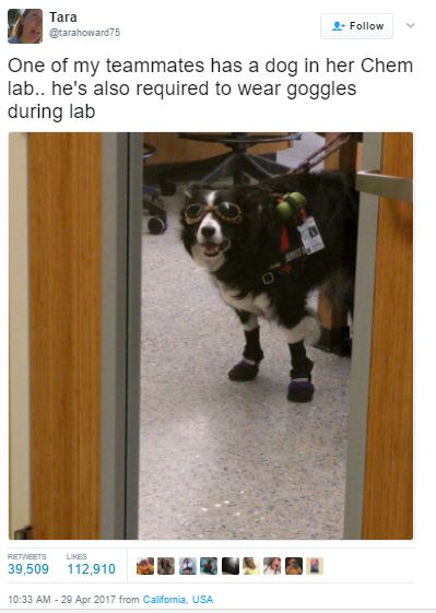 Stand Back, This Dog’s Going To Try SCIENCE!