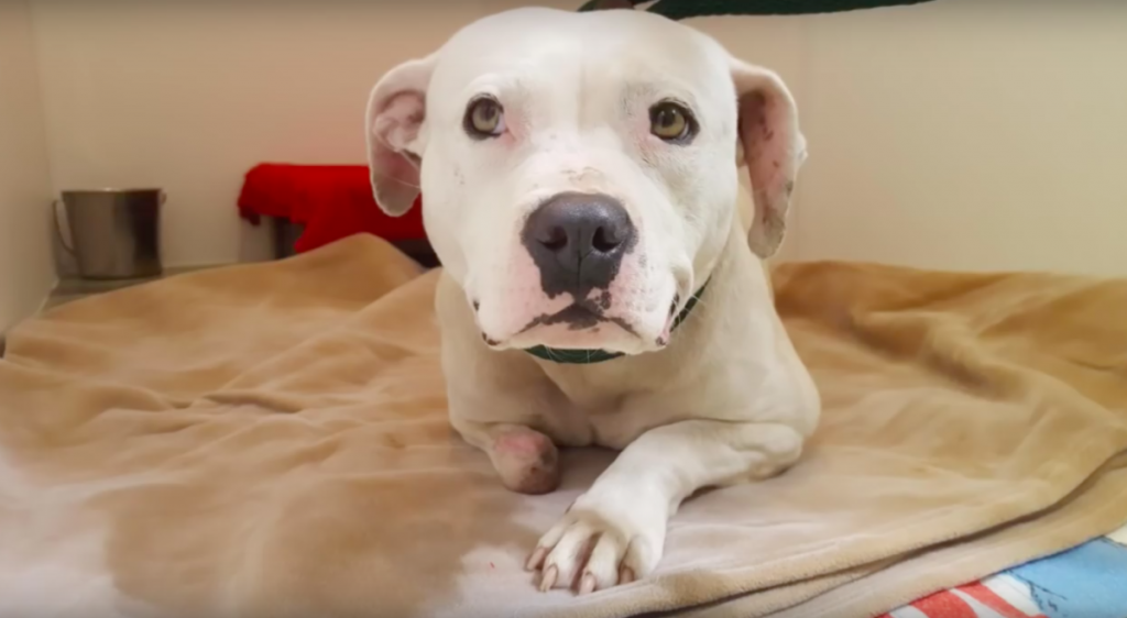 Abandoned Dog Chained Up For 5 Years After Her Owner Died, Chewed Off Her Paw To Free Herself