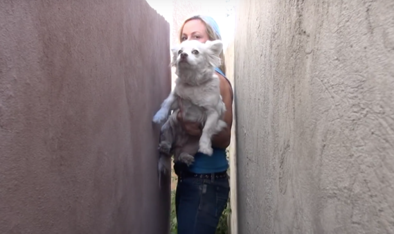 When Her Owners Moved House, This Little Ball Of Fluff Was Left To Her Own Devices!