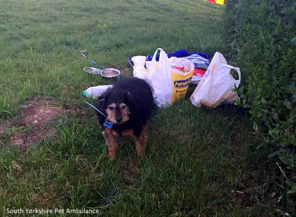Senior Abandoned in Field With Note: “Sorry … But I Don’t Need A Dog.”