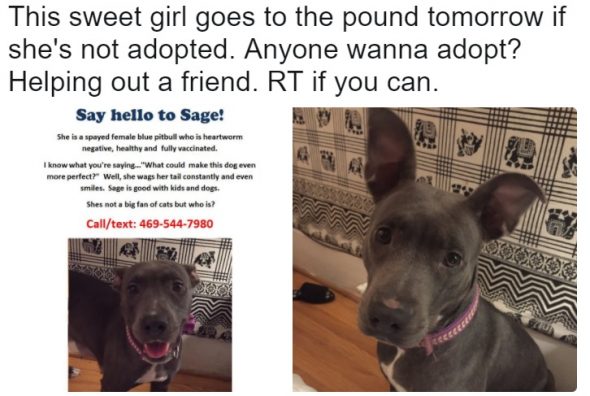 Texas Rangers Pitcher Adopts a Dog Headed for the Pound He Saw in a Tweet
