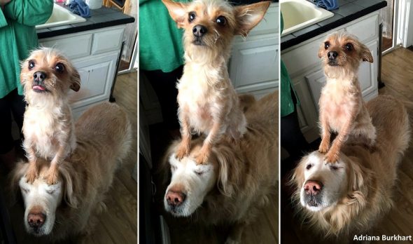 Tiny, Regal Dog Has Her Very Own Majestic Steed
