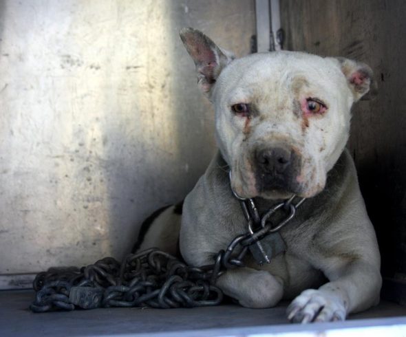 Chained Dog Who Spent Her Life “Crying” Is Now Getting to Have a Puppyhood