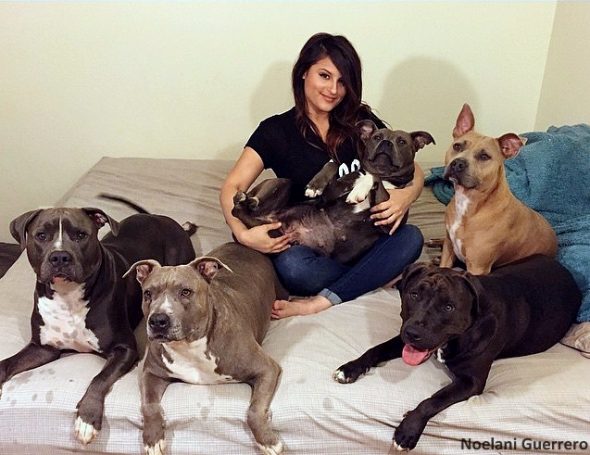 This Woman Is Addicted to Bringing Home Pit Bulls!