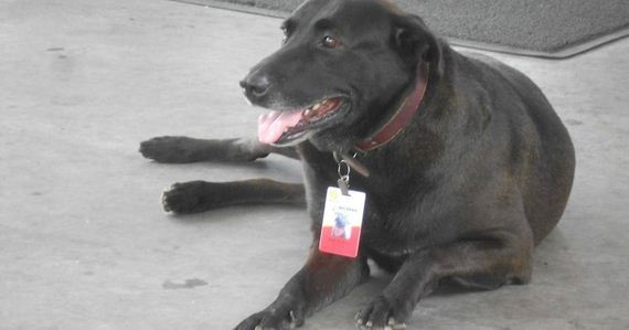 Dog Abandoned At Gas Station Gets Full Time Job