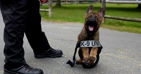 Sometimes Police Dogs Have To Let Their Guard Down And Just Be Dogs