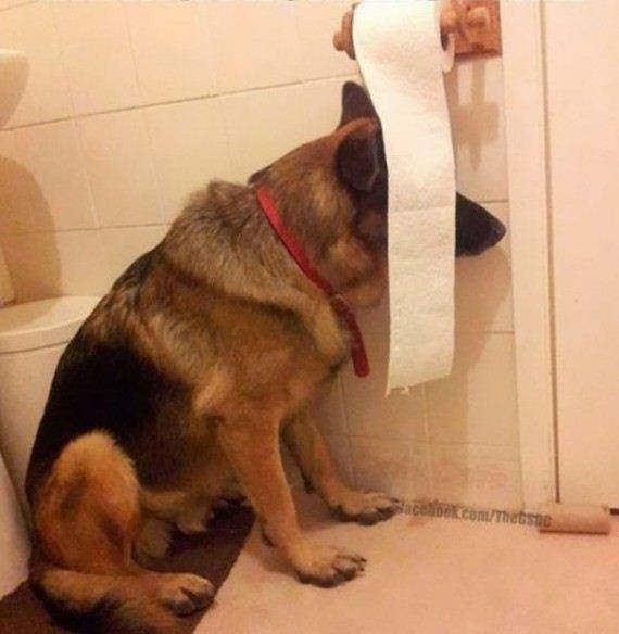 These 20 dogs are so bad at Hide and Seek it’s hysterical