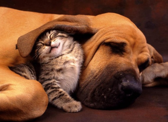 21 of the most unlikely napping buddies you’ll ever see