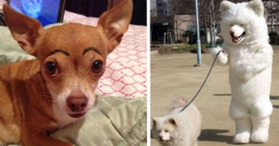 These 15 pets were left with the sitter, and now their owners totally regret it