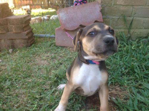 Dog Living in Drainpipe in Texas Is Rescued and Now Needs a Forever Family