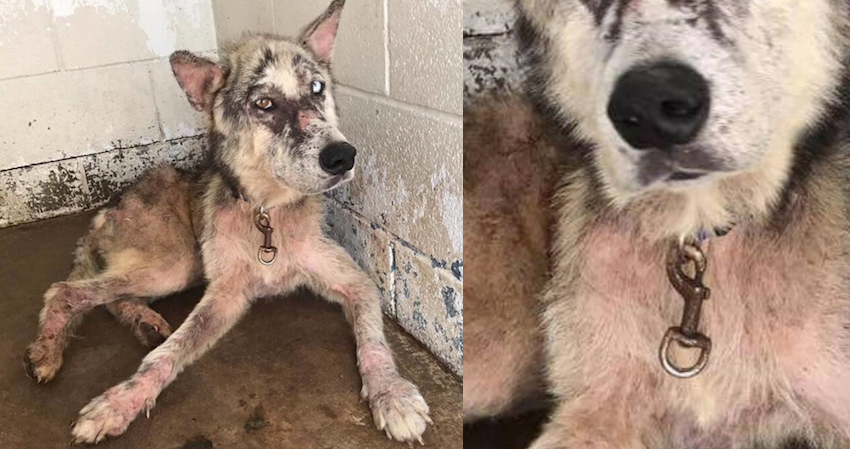 Sick shelter dog was listed as a stray, but then they noticed the rusty collar still around his neck