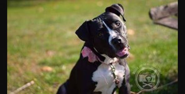 Babette Is a Beautiful Dog Who Just Wants a Family of Humans to Love and Protect