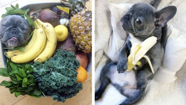 This Little Frenchie Really, Really, Really Loves to Eat