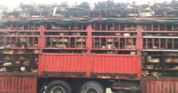 1,300 Animals Rescued In China, Likely Stolen Pets Bound For Slaughterhouses