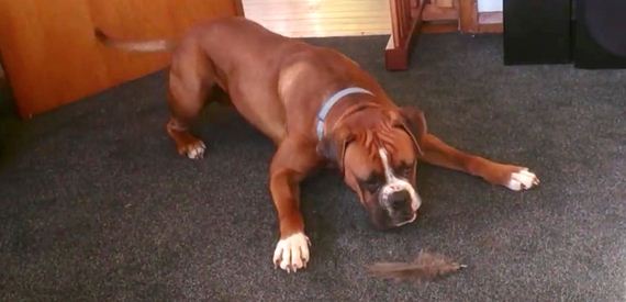 Boxer Has The Funniest Reaction When He Spots An ‘Extremely Dangerous’ Feather