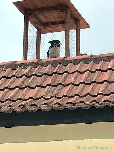 This Little Dog Loves to Keep Watch, So His Dad Built Him a Crow’s Nest