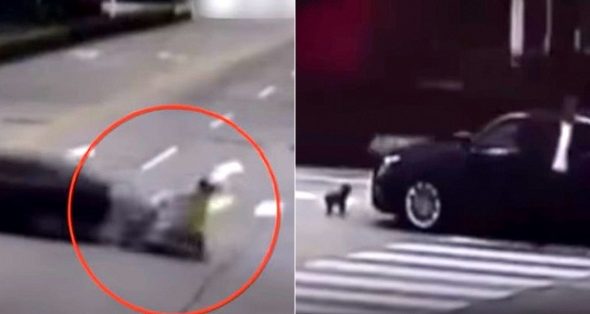 Faithful Dog Chases the Car That Struck His Mom’s Motorcycle