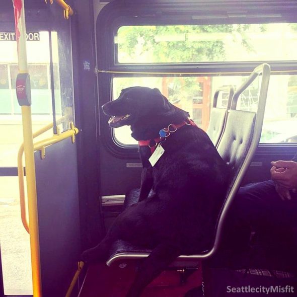 Adorable Dog Has Her Own Bus Pass So She Can Take Herself to the Park