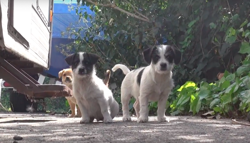 Dog Left Her 5 Puppies To Look For Food And Never Came Back. Luckily, They Ended Up In Good Hands