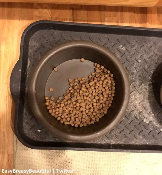 The Reason This Dog Only Eats Half of Her Food Will Have You Bawling