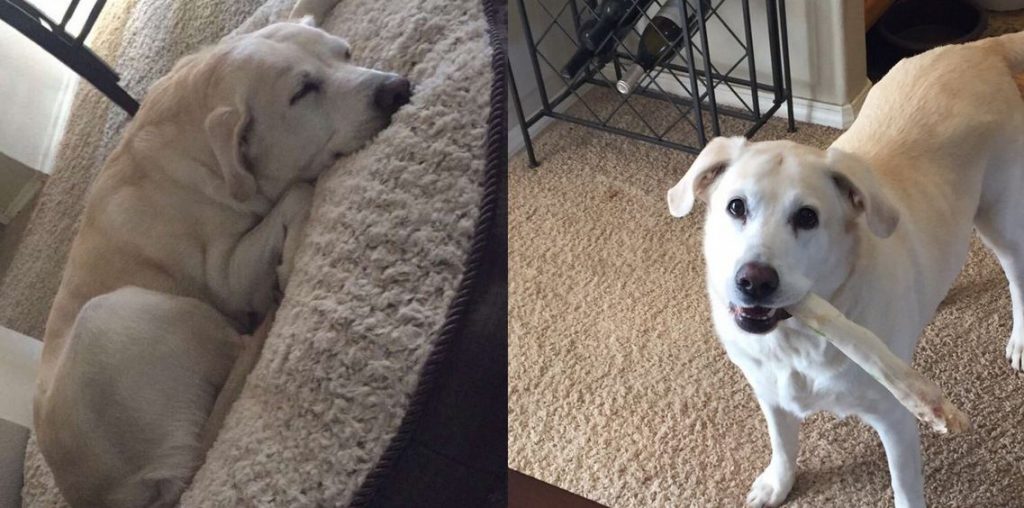 Dog Only Eats Half The Food In Her Bowl For One Very Sad Yet Thoughtful Reason